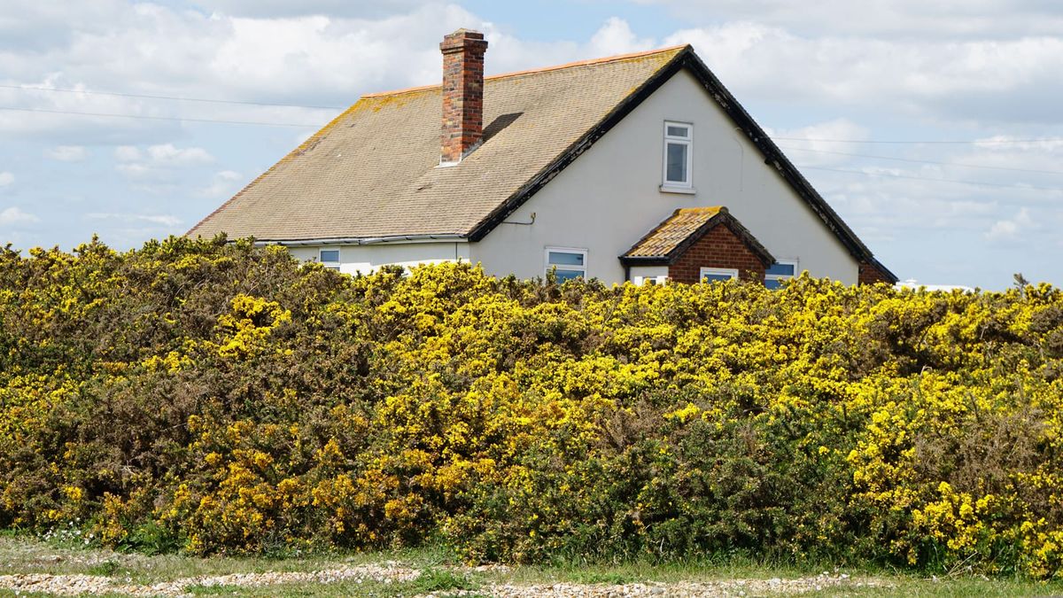 Maison blanche au toit de tuiles et à la cheminée en briques, derrière une haie d'ajoncs en fleurs.