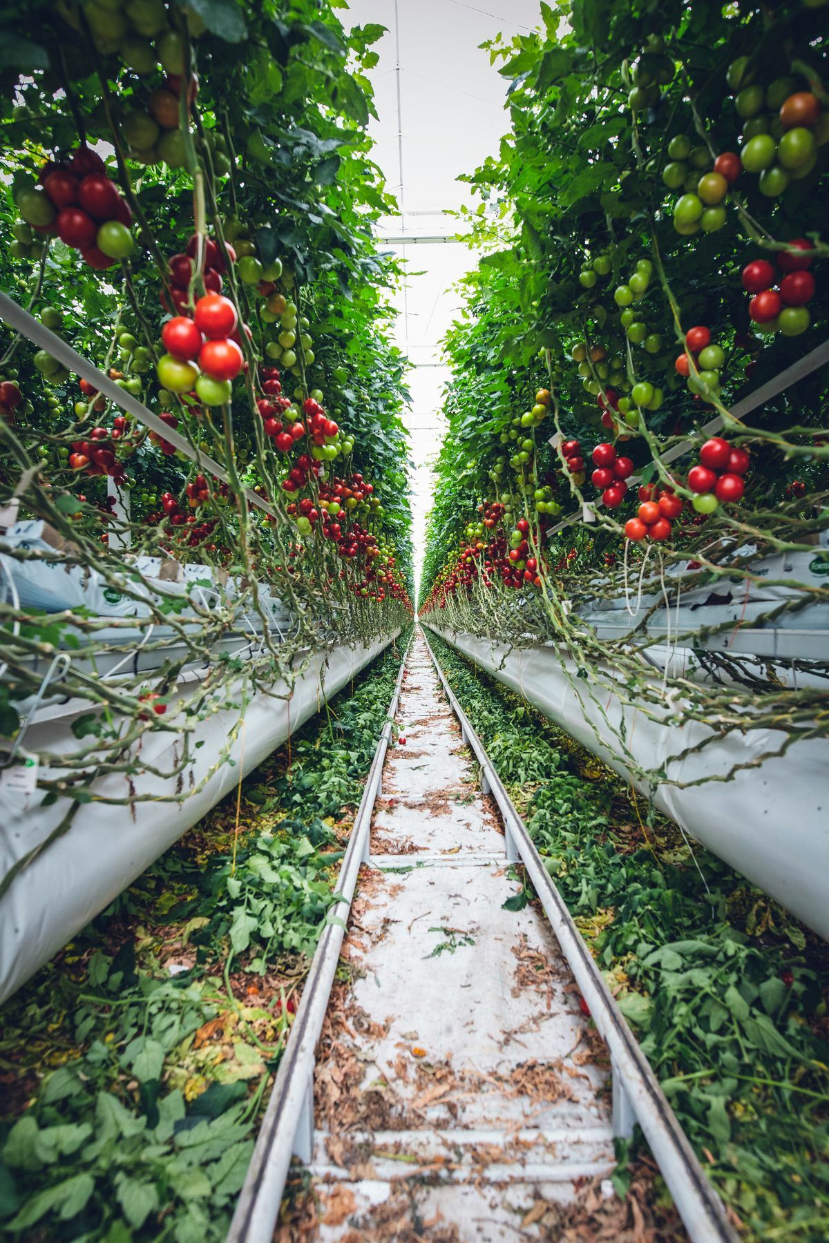 Allée d'une grande serre de tomates, avec deux tubes de chauffage posés au sol
